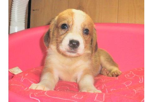 成約済の神奈川県のミックス犬-31613の5枚目